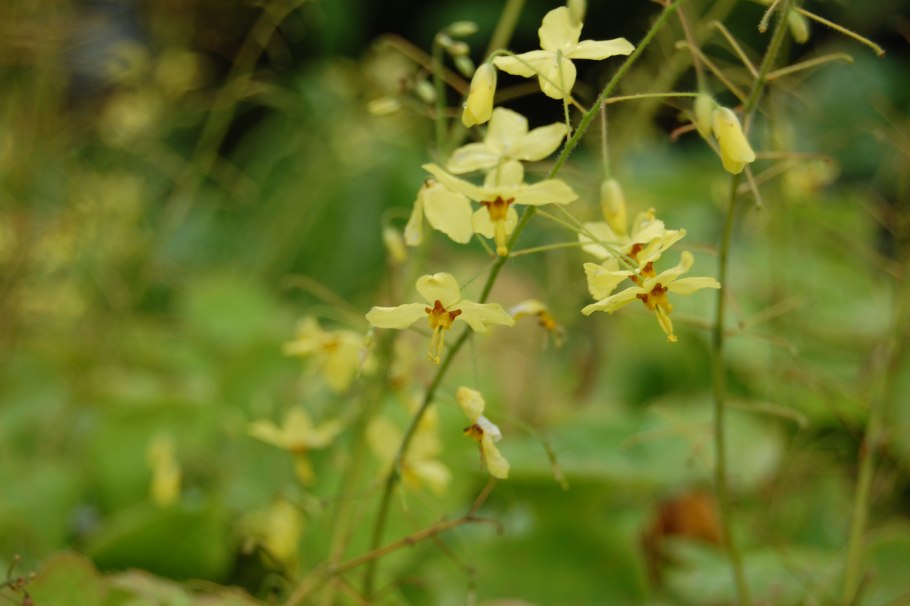 Эпимедиум Epimedium pinnatum Black Sea