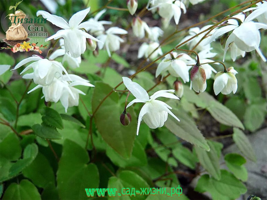 Горянка Юнга Нивеум