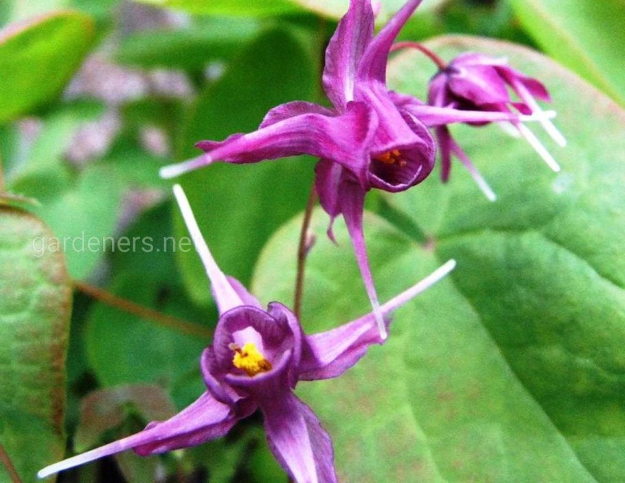 Эпимедиум крупноцветковый