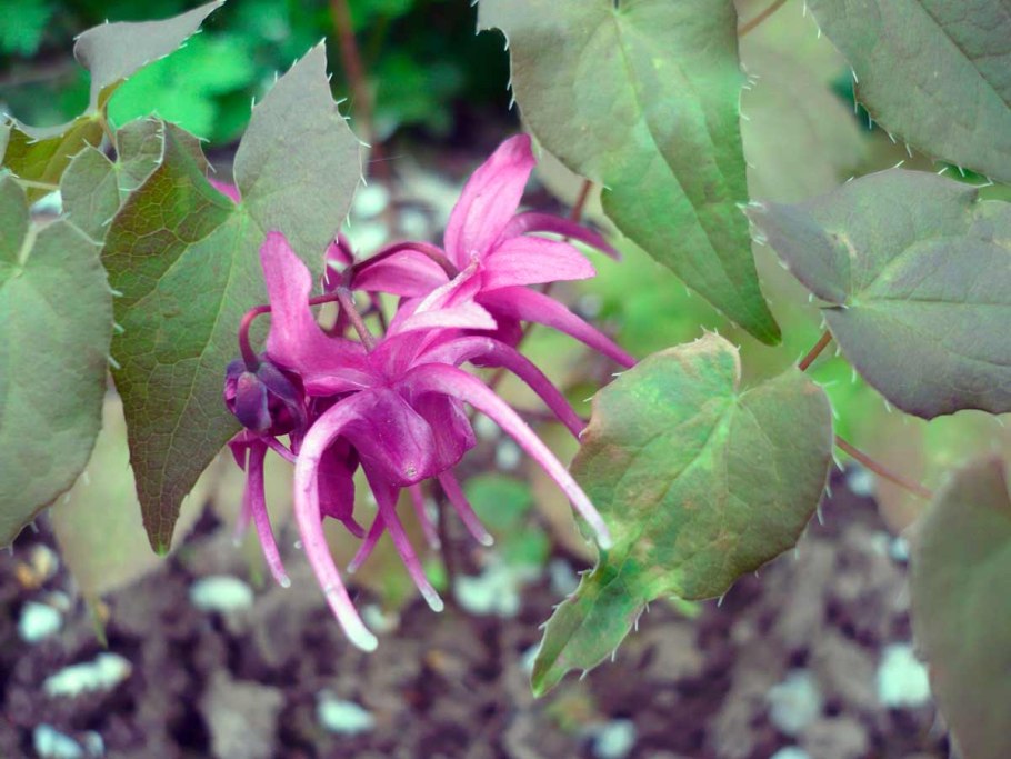 Эпимедиум Горянка крупноцветковая