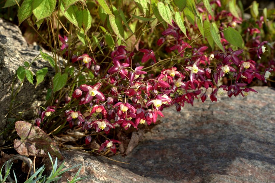 Горянка красная Epimedium rubrum