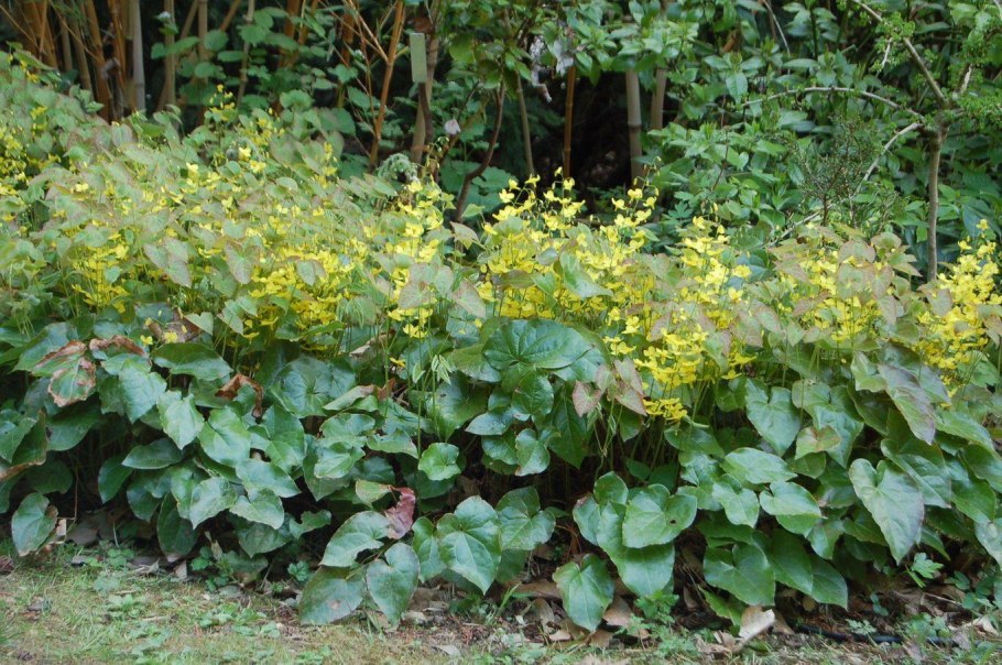 Горянка colchicum