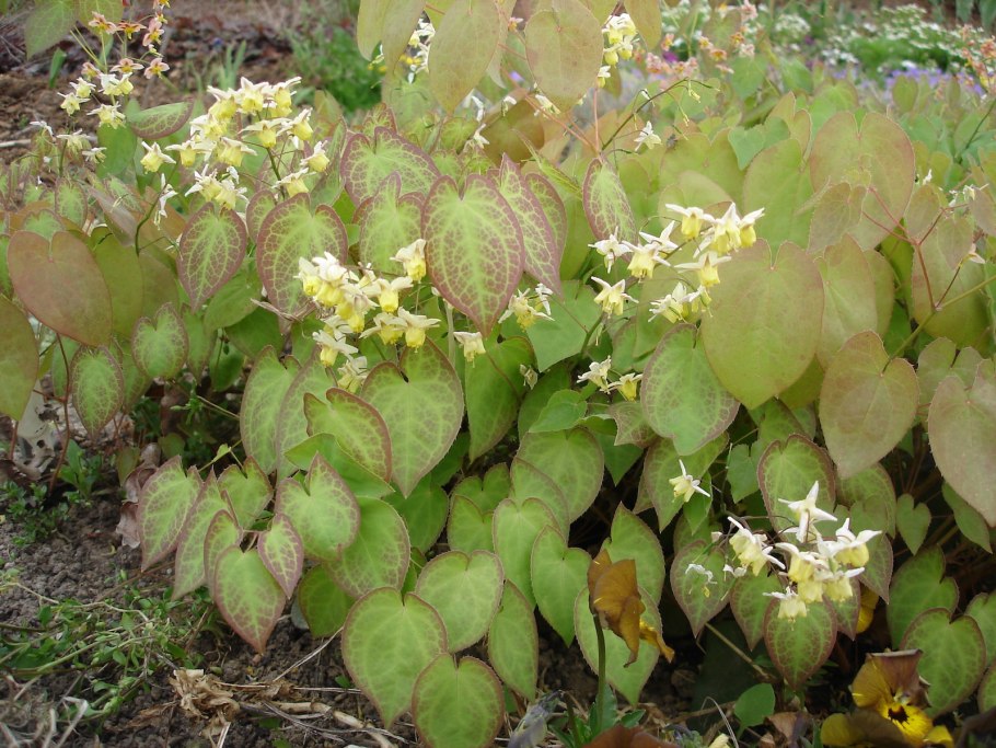 Эпимедиум колхидский