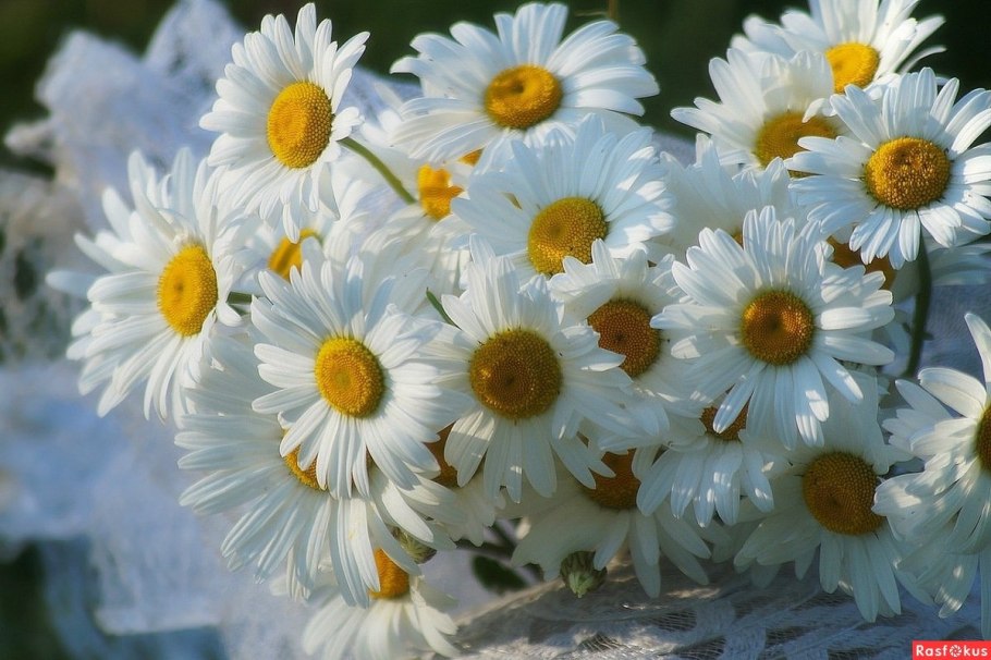 Красивые ромашки
