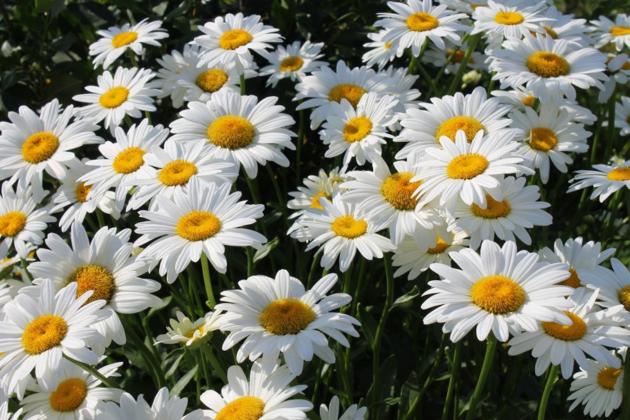 Leucanthemum vulgare 'Maikönigin'