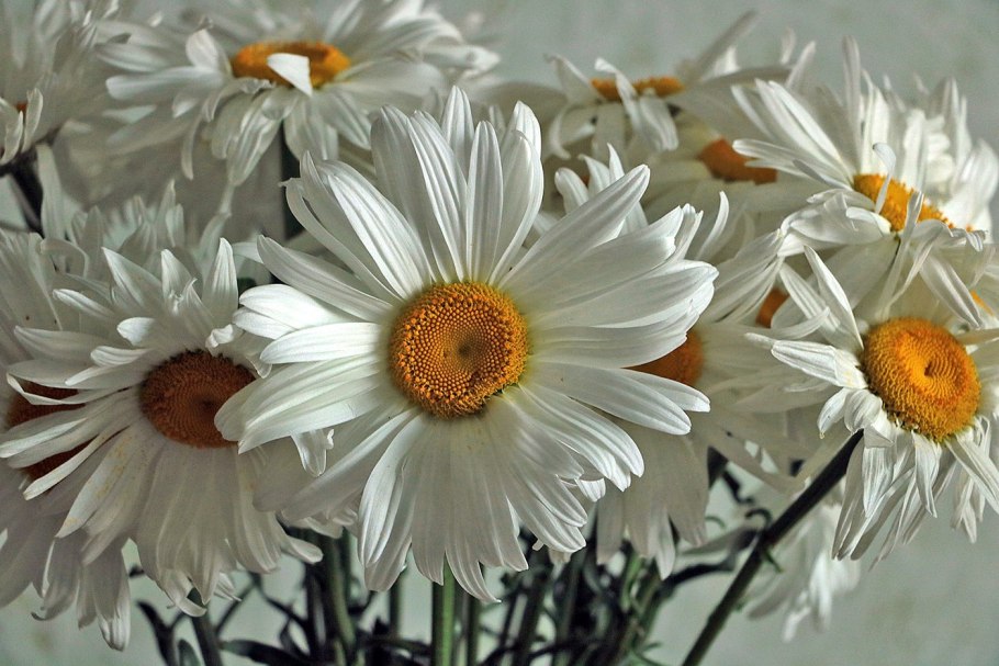 Красивые цветы ромашки