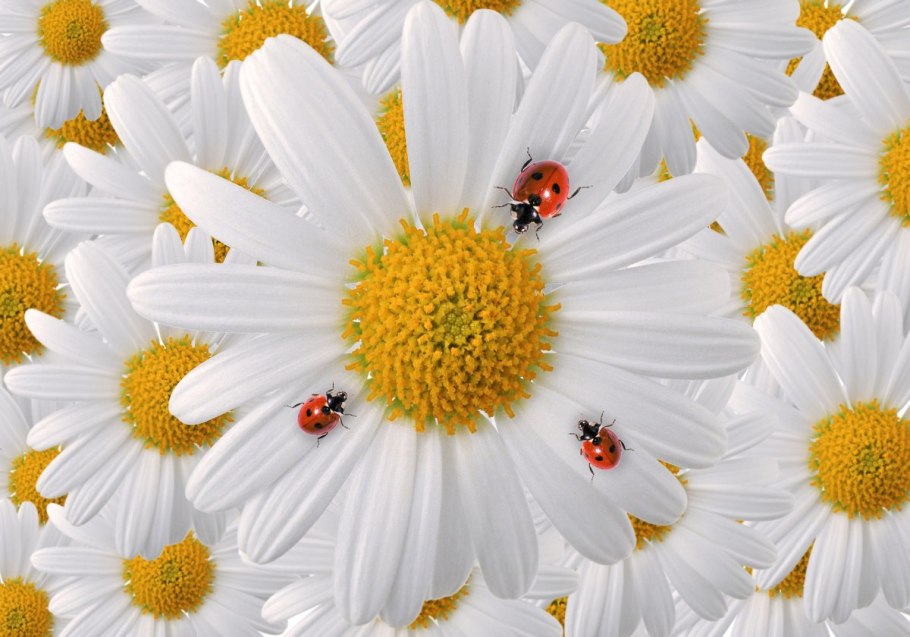 Красивые ромашки