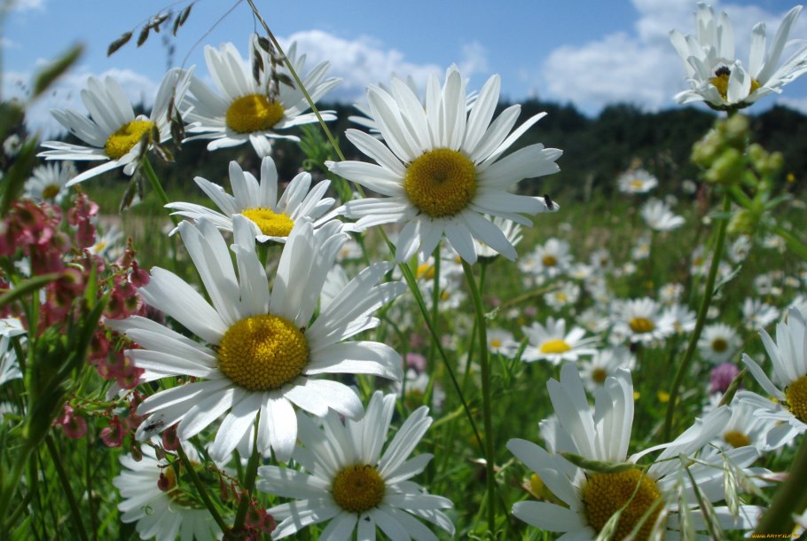 Крымская Ромашка