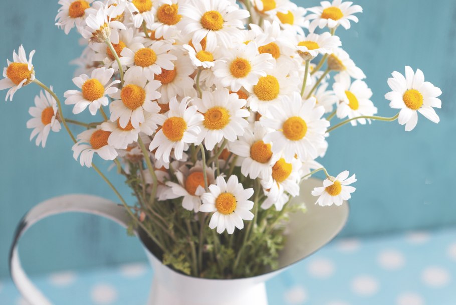 Красивые ромашки