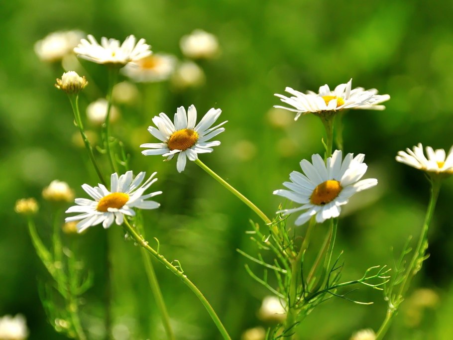 Полевые растения Ромашка