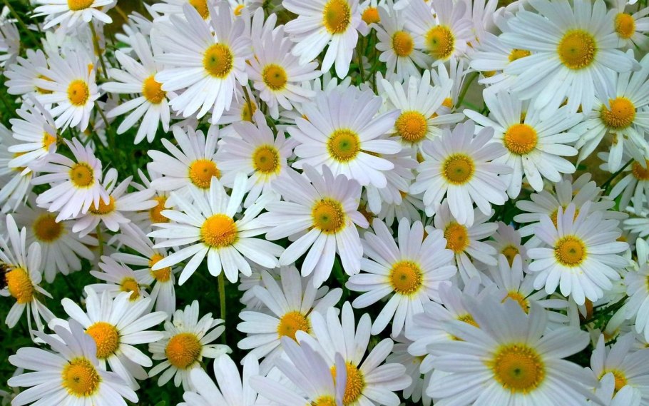 Королевская Ромашка