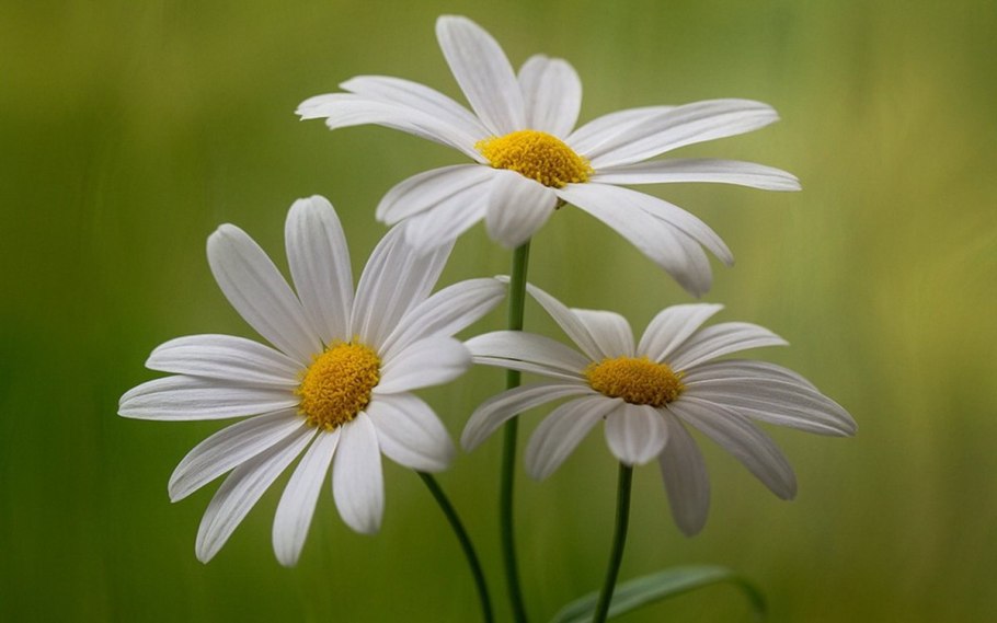 Мойчечак Гули