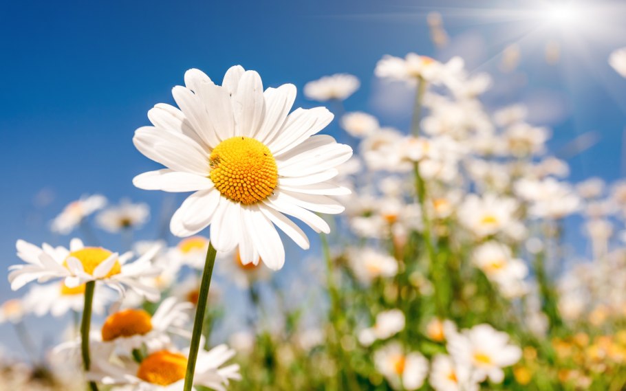 Красивые ромашки