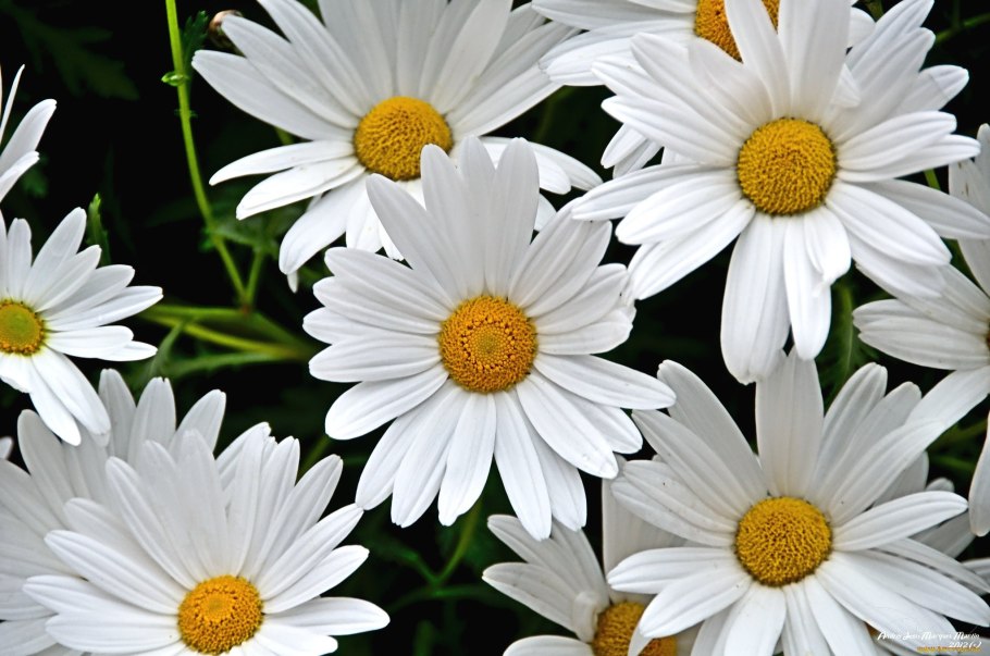 Ромашка цветы