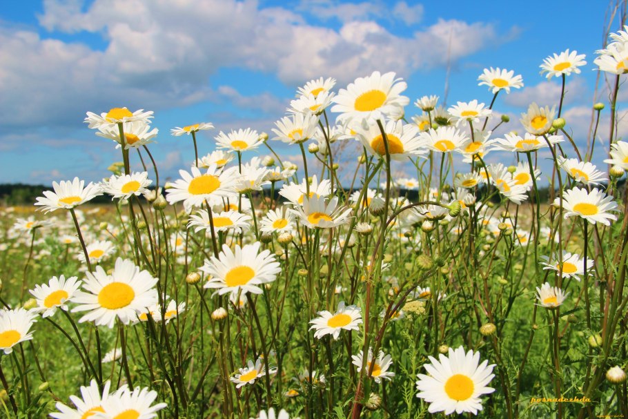 Ромашка Луговая