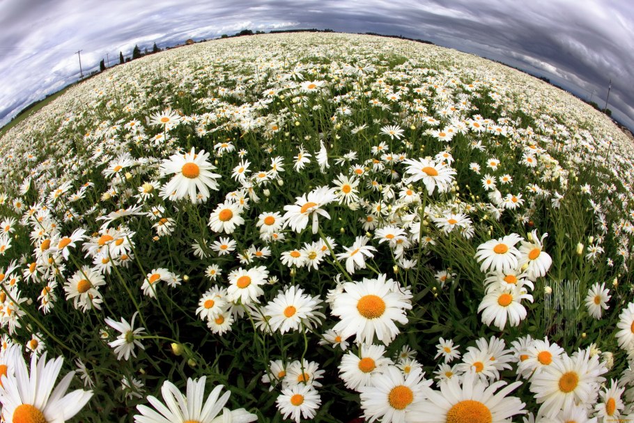 Поле ромашек
