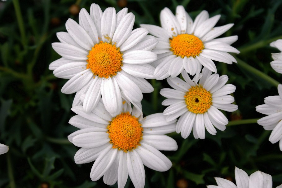 Мойчечак Гули