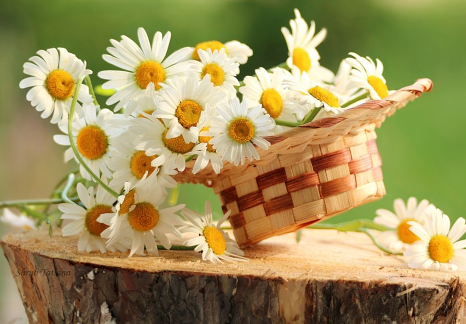 Букет ромашек на природе