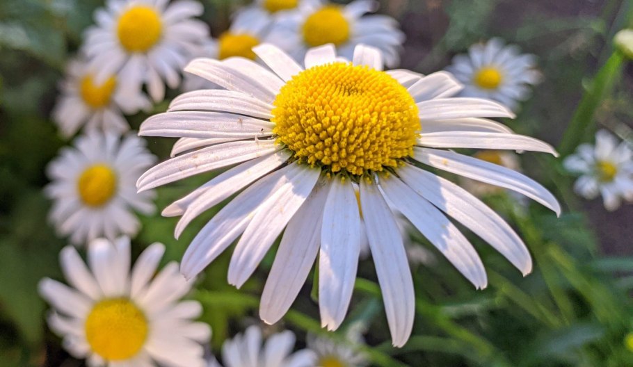 Ромашка шершавоплодная