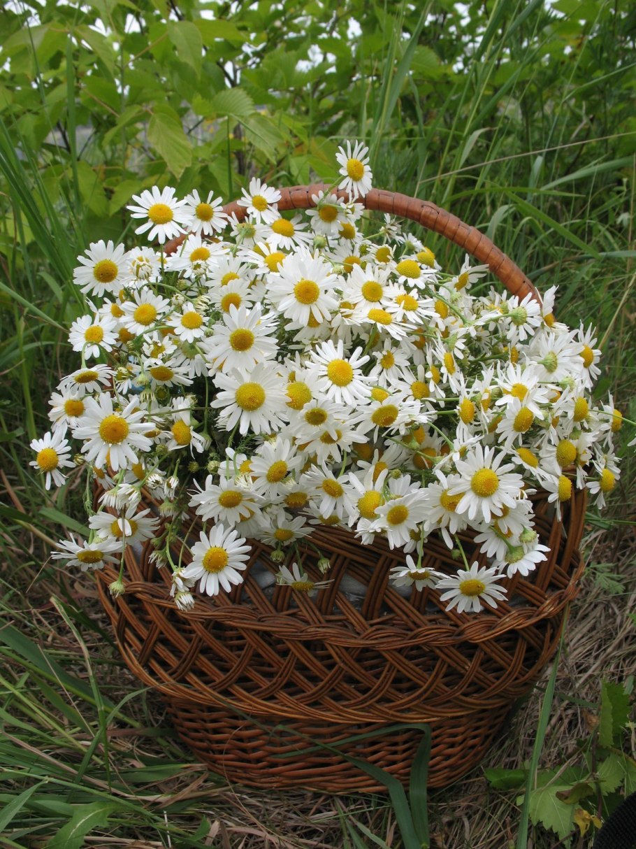 Красивые ромашки