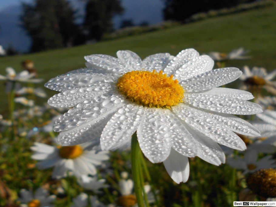 Ромашка цветы