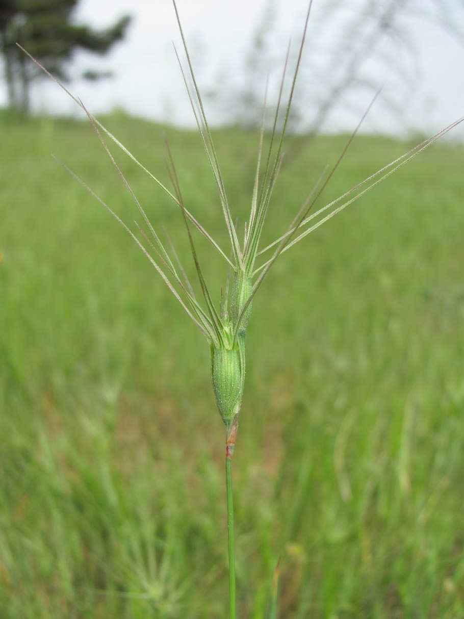 Aegilops squarrosa