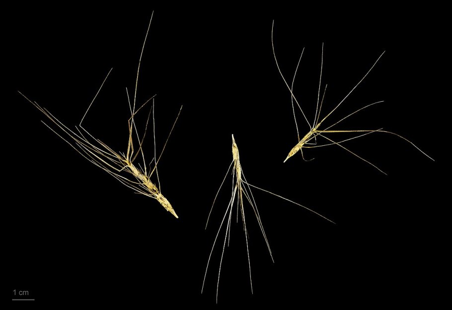 Aegilops crassa Boiss.