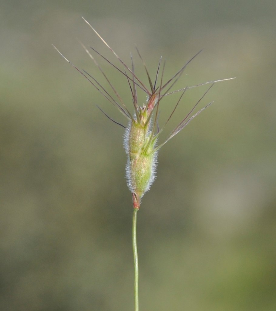 Aegilops geniculata