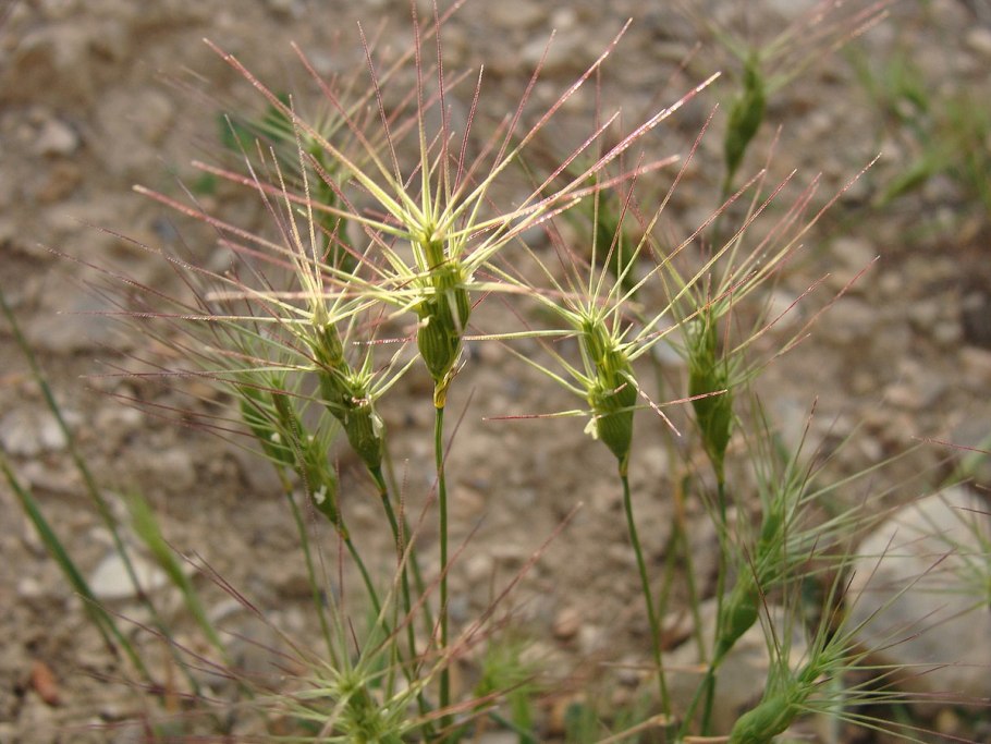 Aegilops tauschii