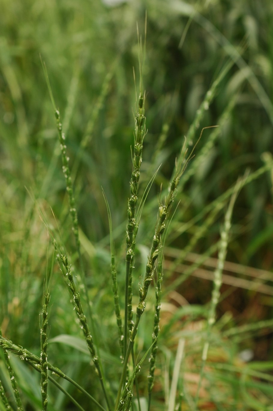 Aegilops cylindrica