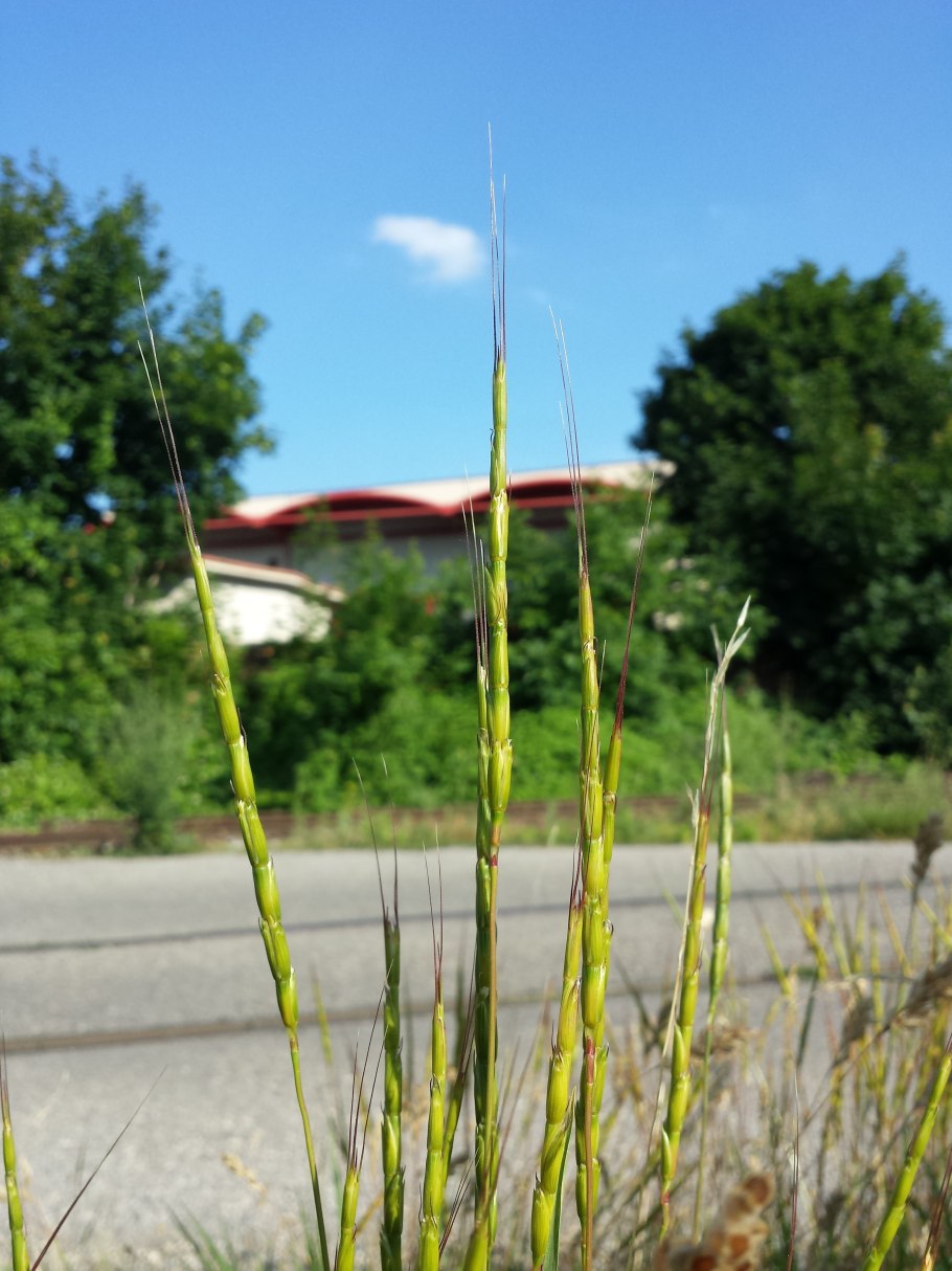 Aegilops speltoides
