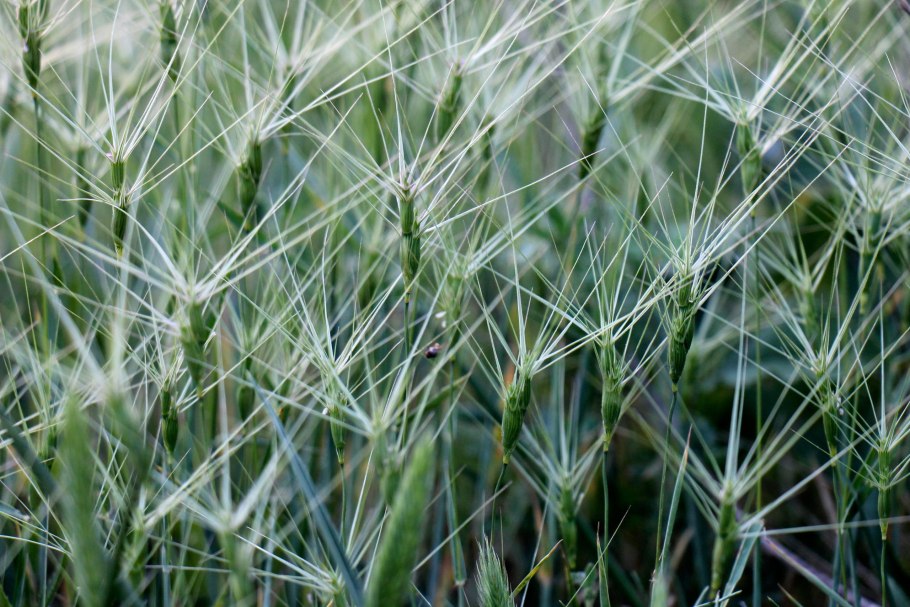 Aegilops geniculata