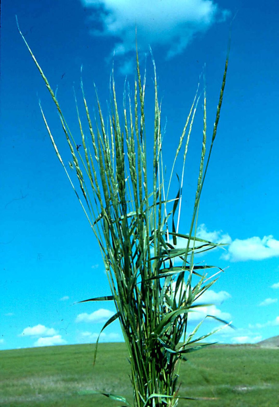 Aegilops crassa Boiss.