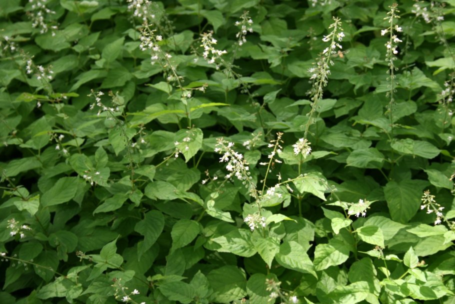 Двулепестник Парижский