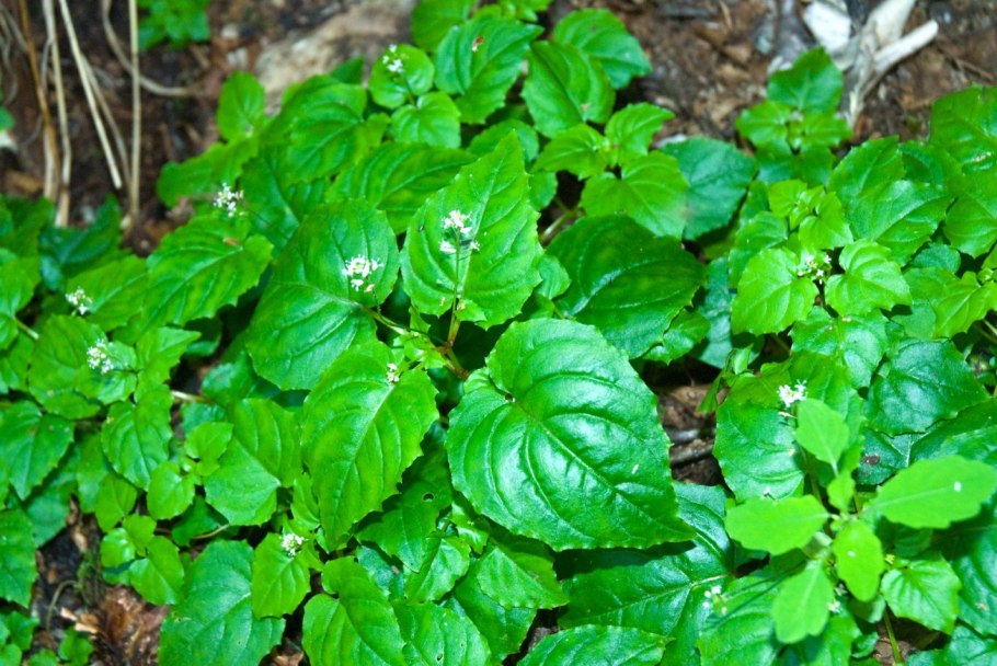 Цирцея Альпийская