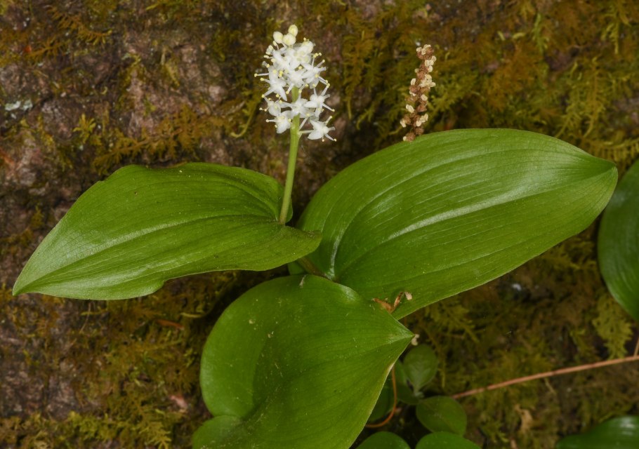 Майник двулистный