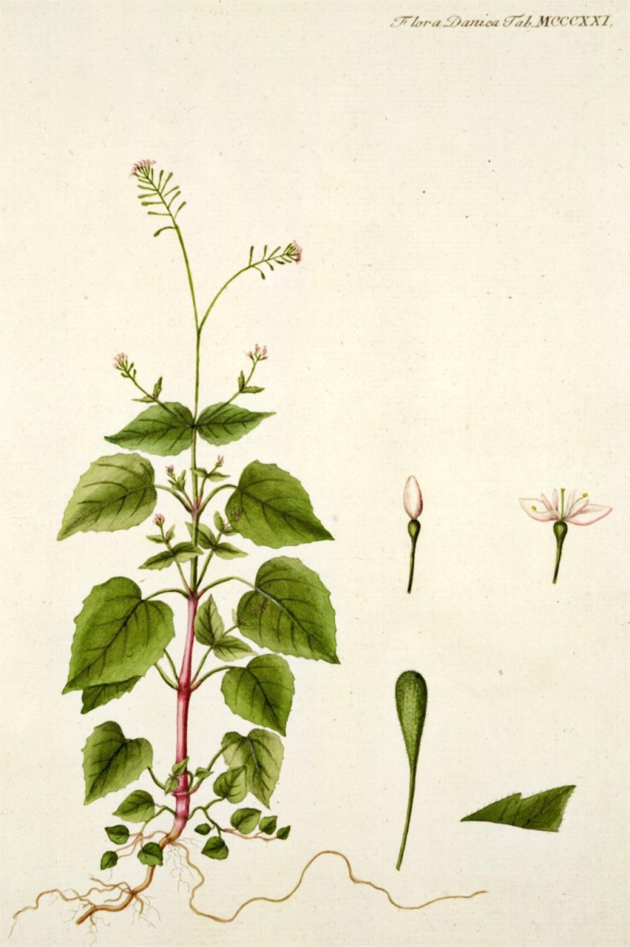 Двулепестник Альпийский (Circaea Alpina)