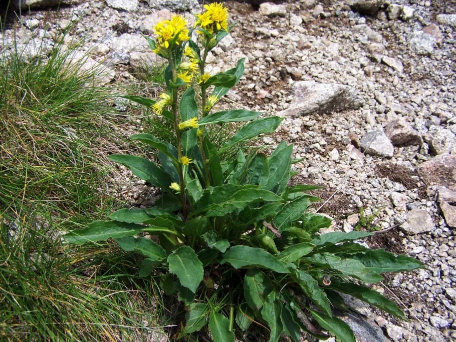 Паронихия kapela Альпийская