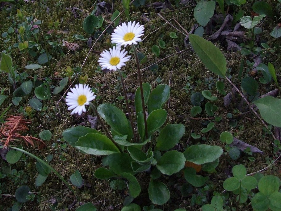 Bellidiastrum michelii