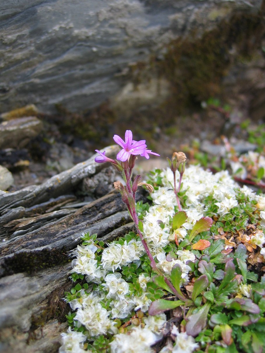 Эринус альпийский