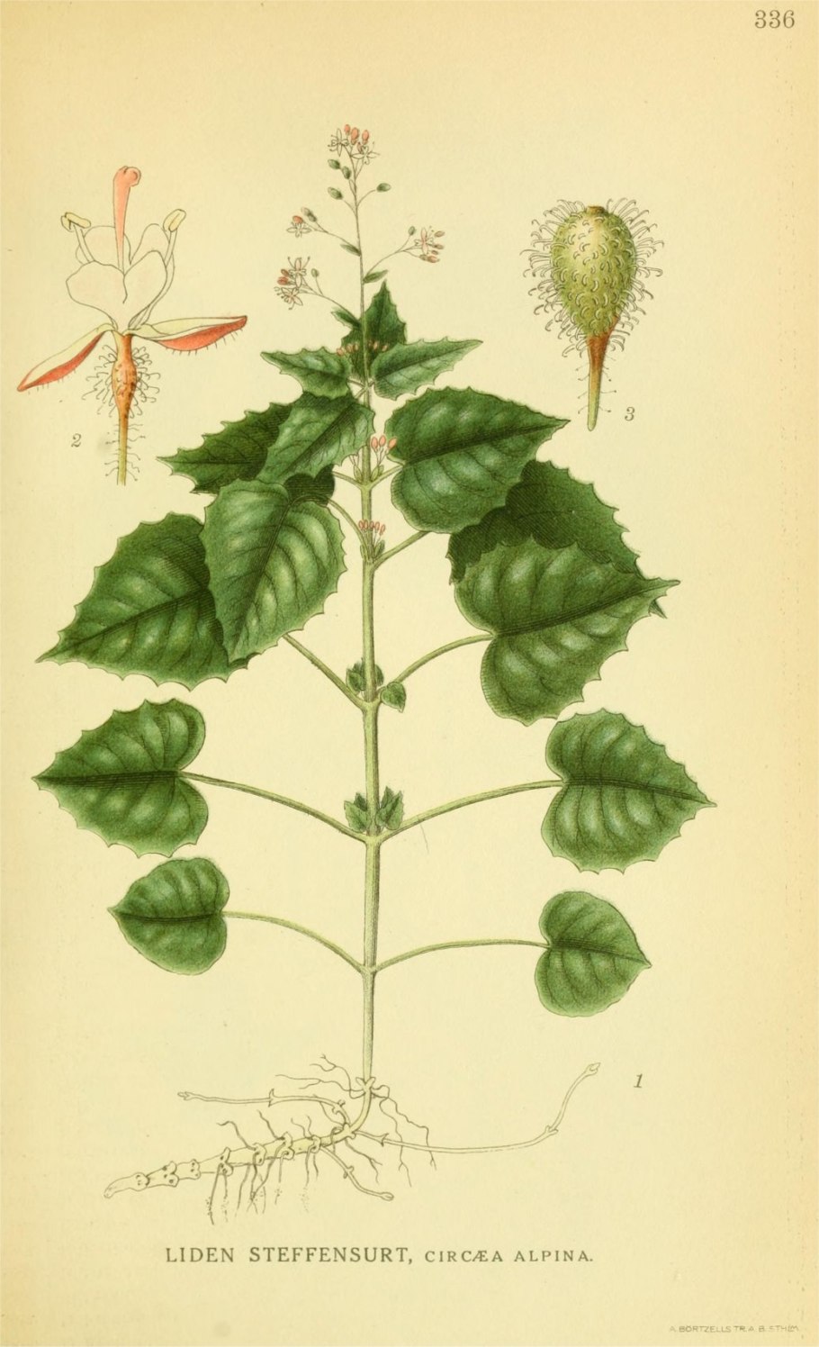 Майник двулистный цветок