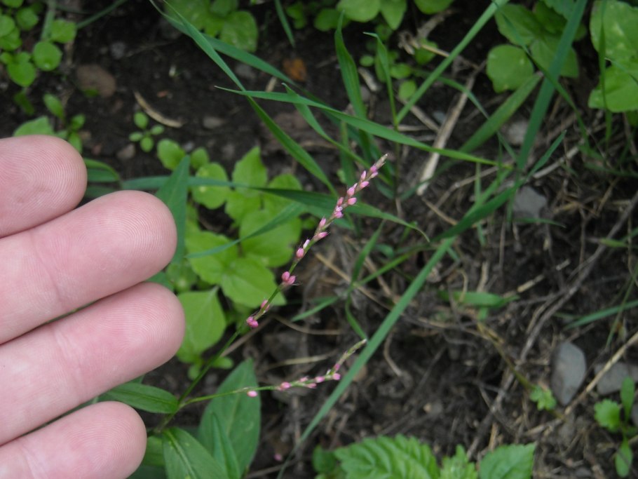 Горец перечный - polygonum hydropiper