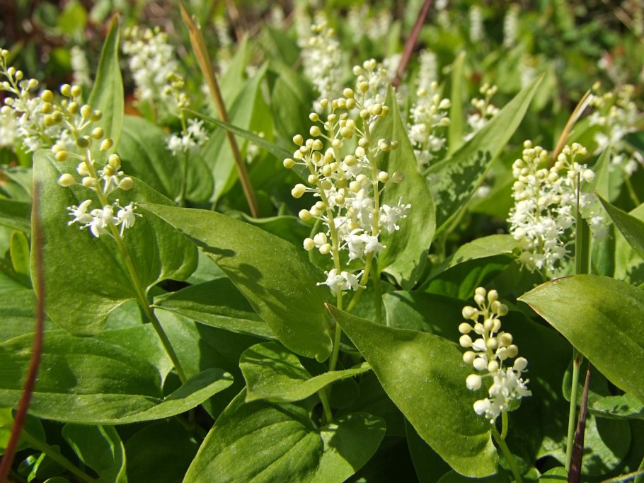 Майник широколистный