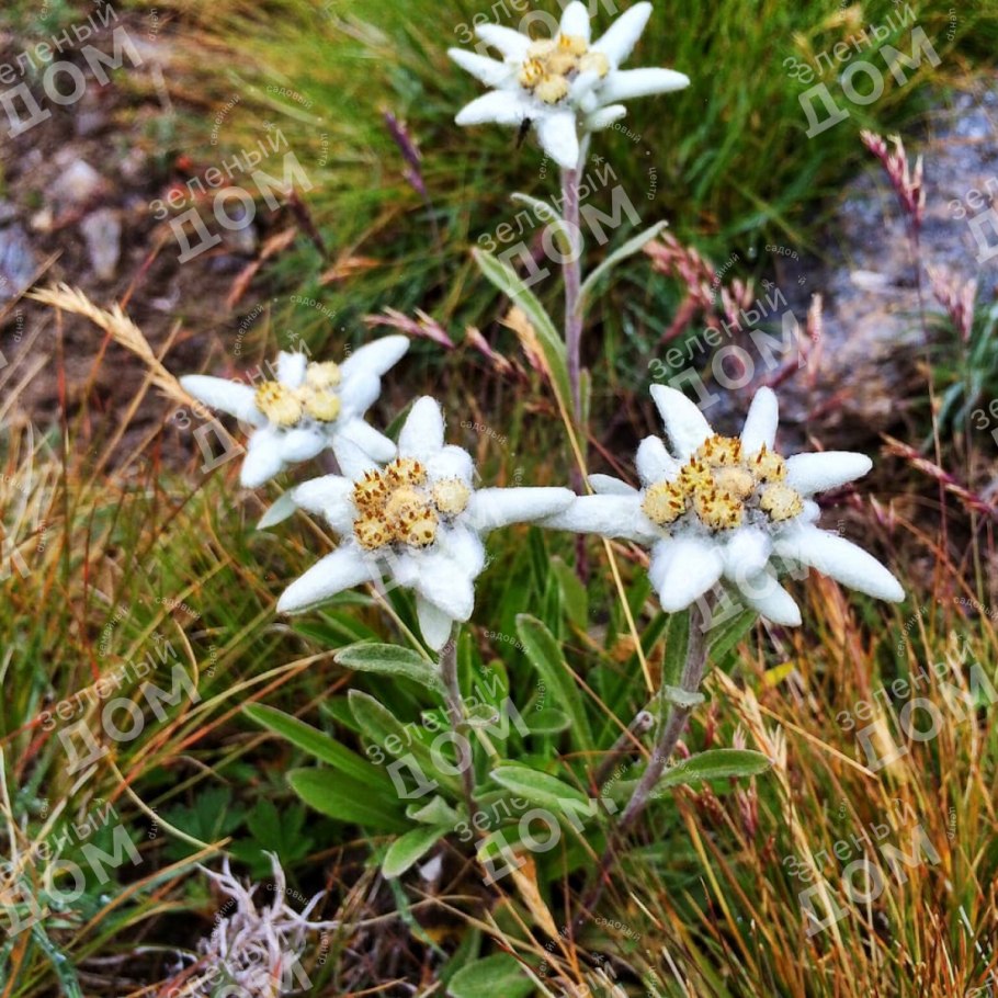 Эдельвейс альпийский