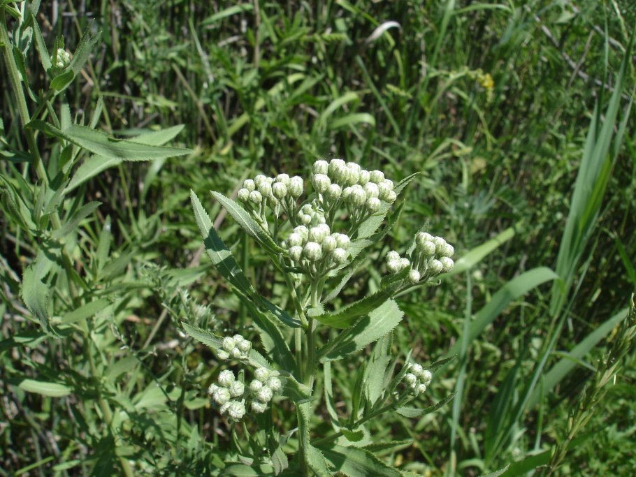 Parthenium integrifolium