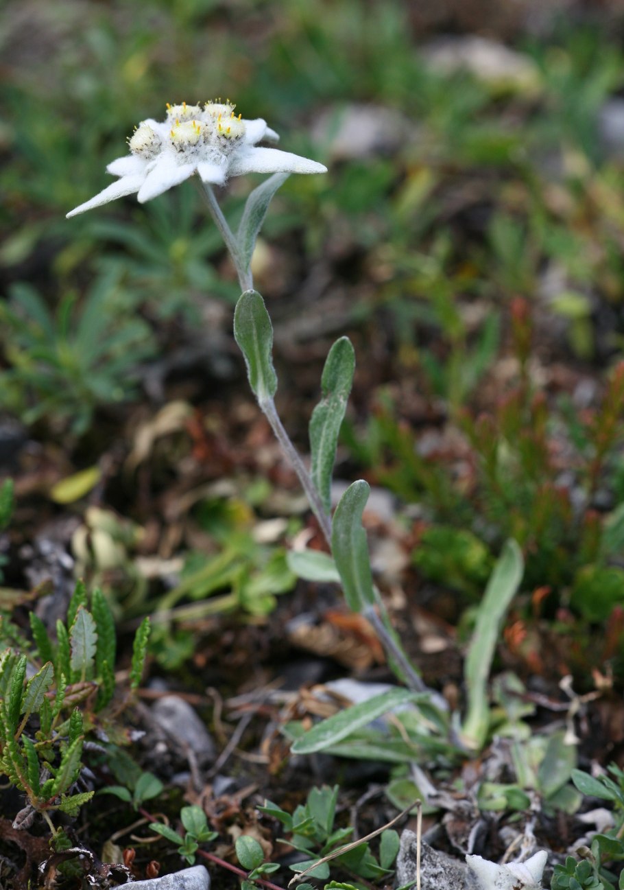 Leontopodium alpinum