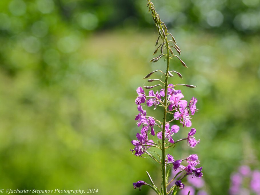 Aster bellidiastrum (l.) SCOP.