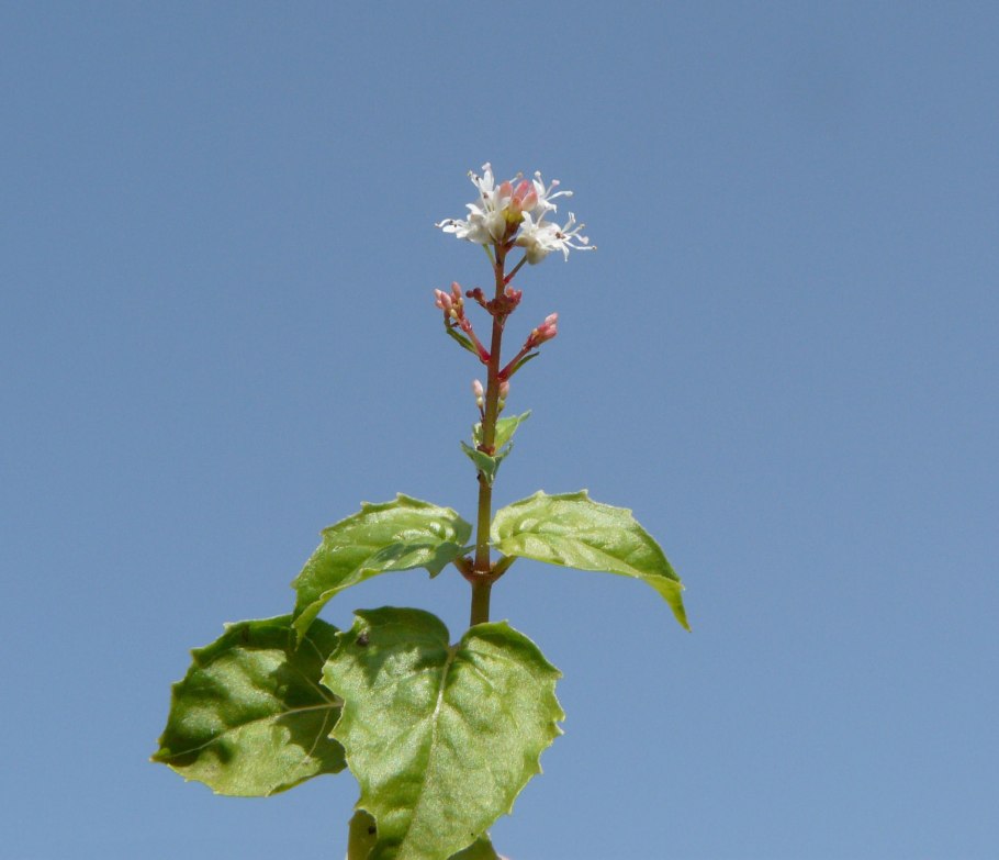 Двулепестник Парижский