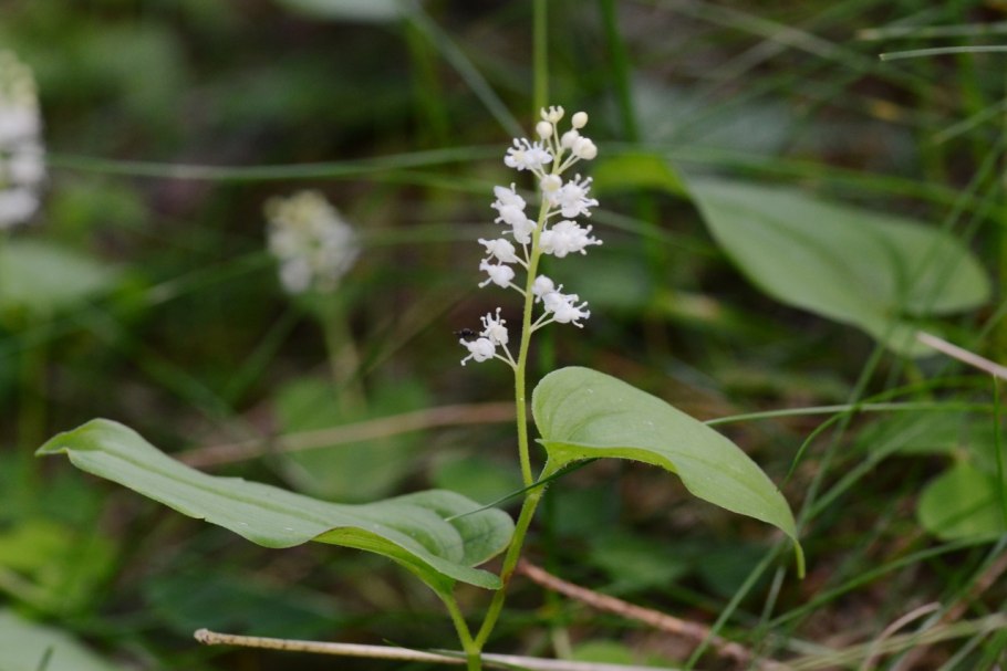 Двулепестник Парижский