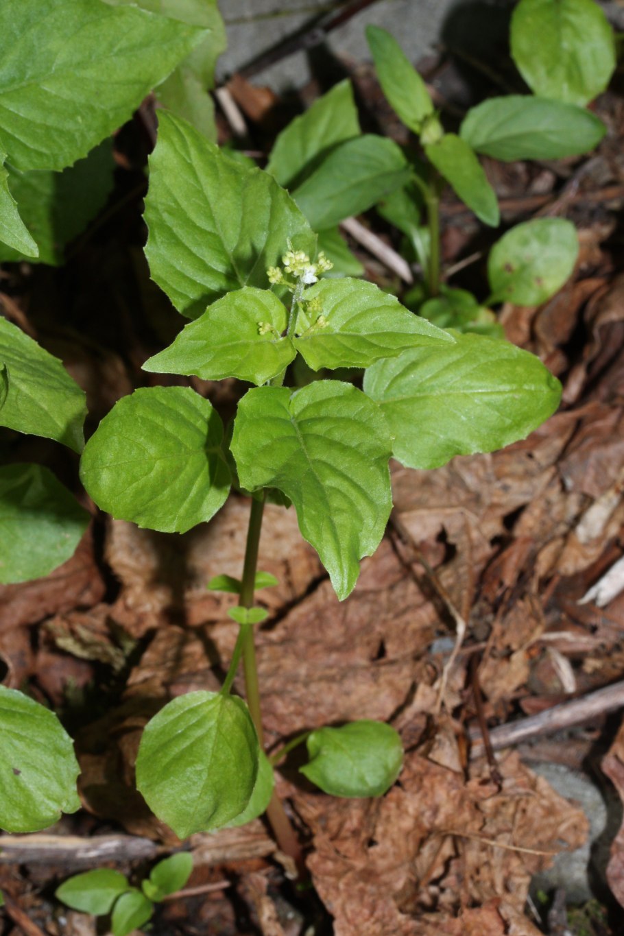 Двулепестник Альпийский (Circaea Alpina)